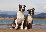 AMSTAFF  ADULT & PUPPIES 054